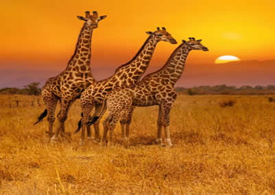 BEST OF SOUTH AFRICA